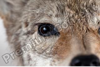 Wolf head photo reference 0023